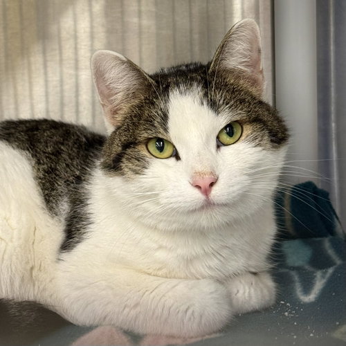 Maisie, a cat for adoption from Ahimsa Haven Animal Rescue