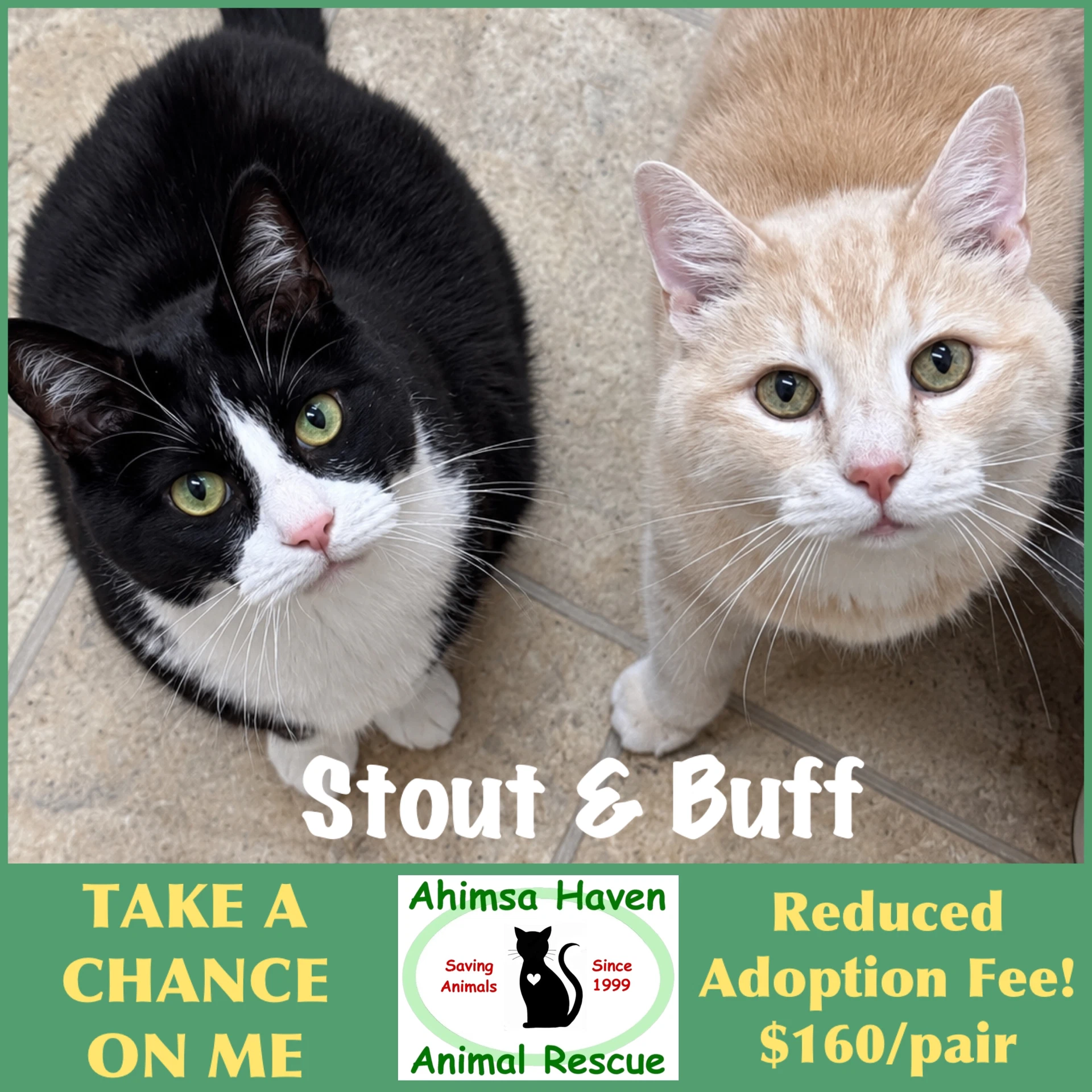 Stout  Buff
