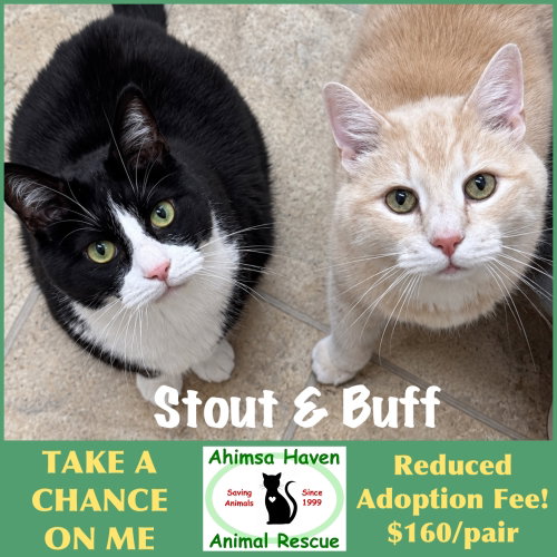 Stout & Buff, a cat for adoption from Ahimsa Haven Animal Rescue