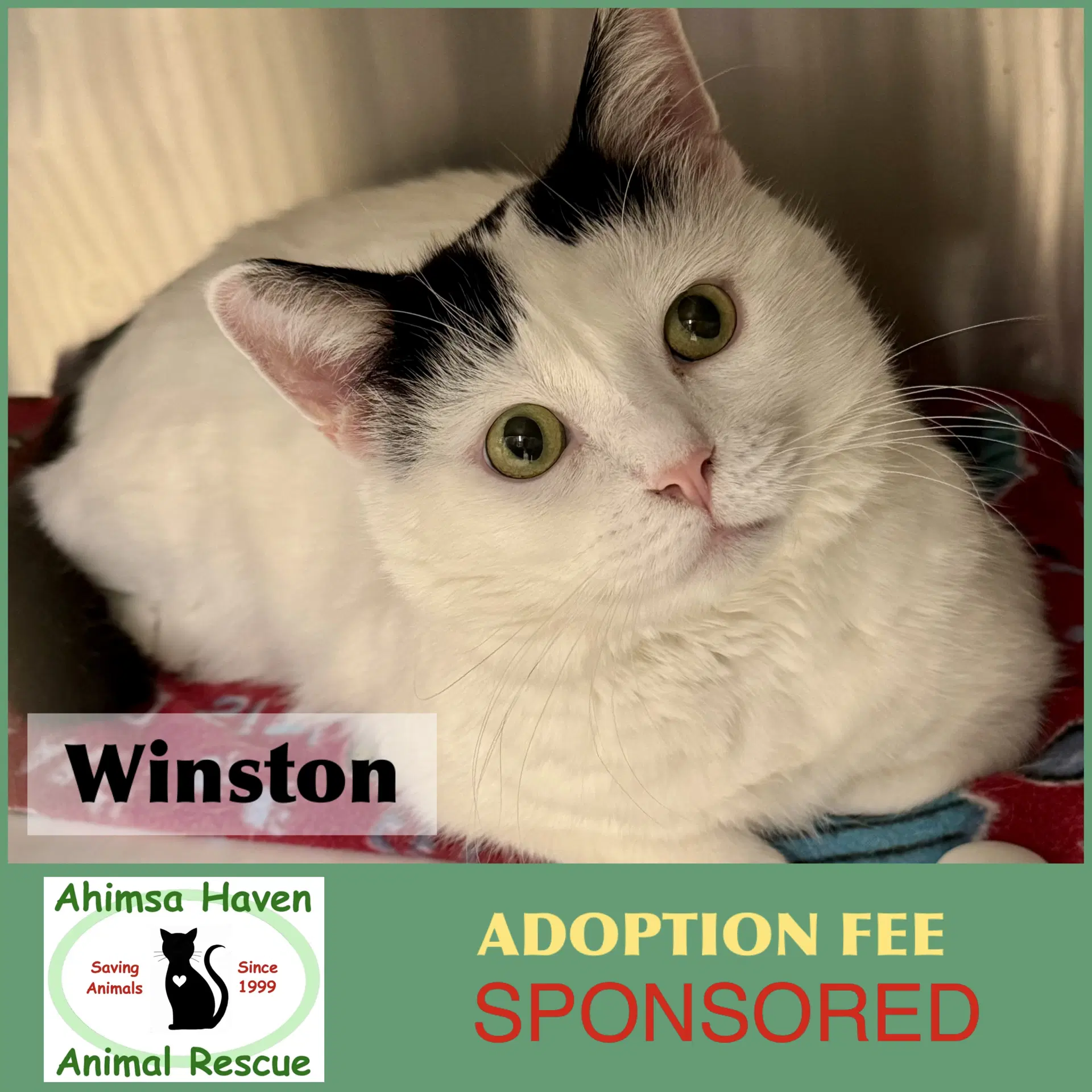 Winston - Domestic Short Hair