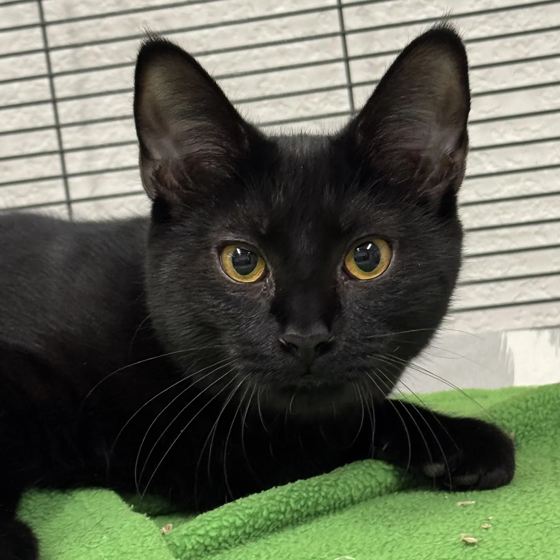 Lois - Domestic Short Hair
