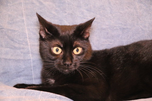 RAGGEDY ANN - Domestic Short Hair available for adoption