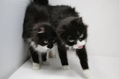 PAUL - Domestic Medium Hair available for adoption