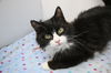 adoptable Cat in  named Suni