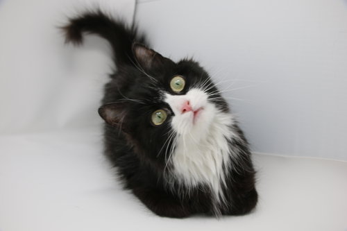 Photo 5 of Suni