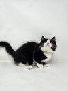 Suni - Photo 6