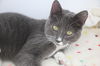 adoptable Cat in  named Maia