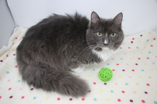 picture of the cat needing adoption