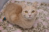 adoptable Cat in , NY named Disney
