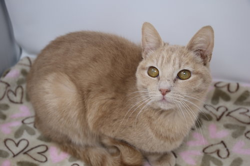 DISNEY - Domestic Short Hair available for adoption