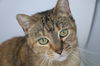 adoptable Cat in  named Lauralei