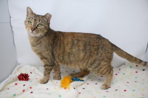 LAURALEI - Torbie available for adoption