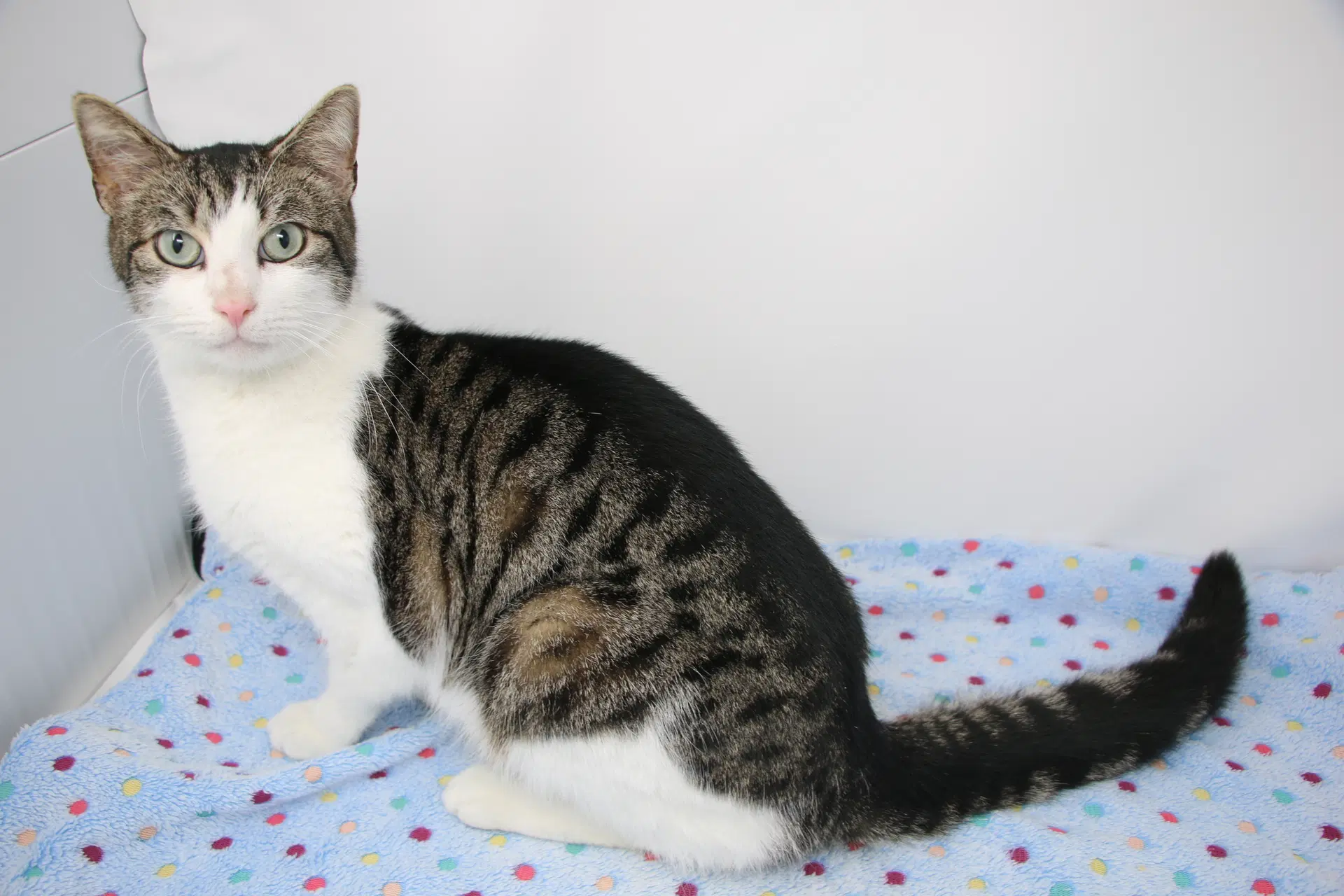 Larry - Domestic Short Hair