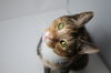 adoptable Cat in  named Gretchen