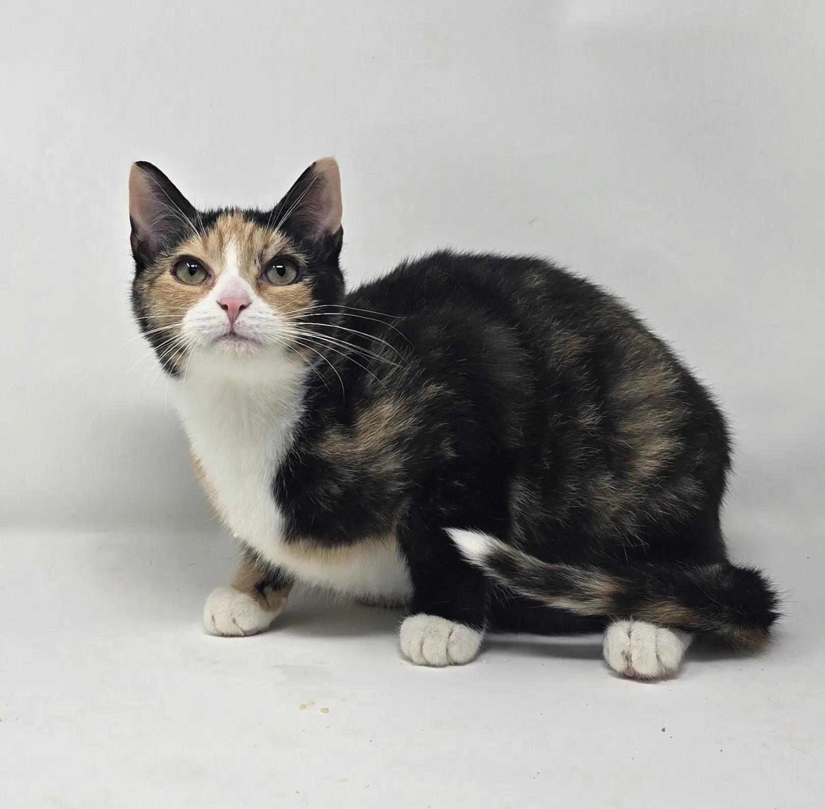 Jinx - Tortoiseshell