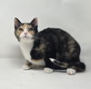 adoptable Cat in  named Jinx