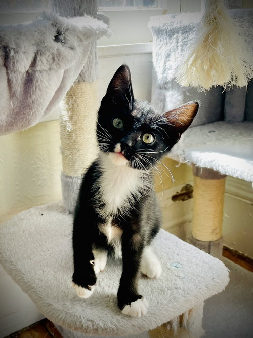 picture of the cat needing adoption