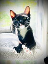 Dot - Photo 2