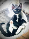 adoptable Cat in  named Skitz