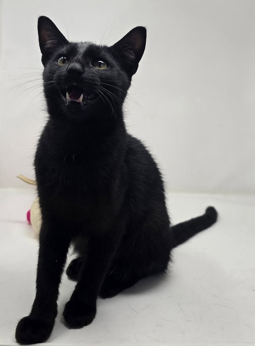 ASTEROID - Domestic Short Hair available for adoption