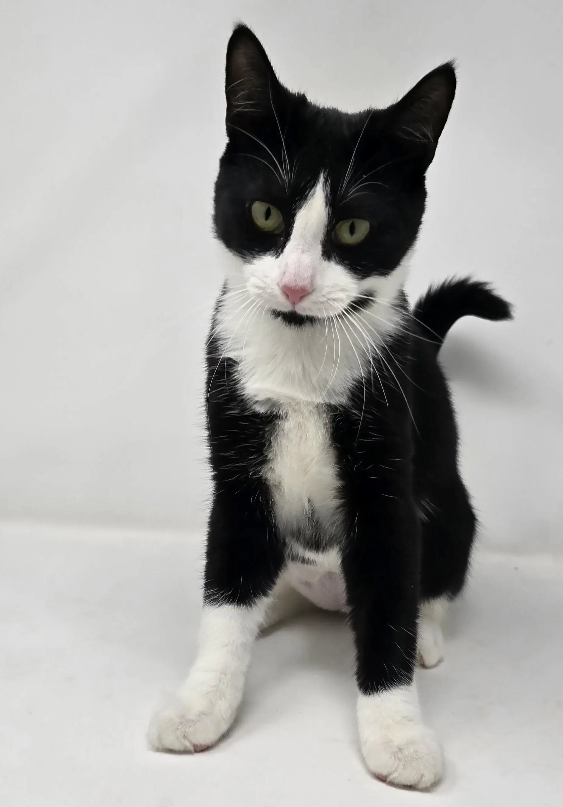 Woody - Tuxedo
