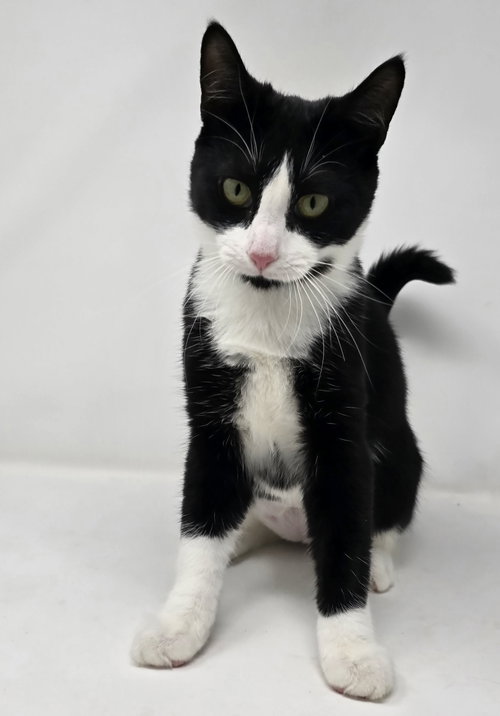 Woody, an adoptable Tuxedo in Crompond, NY