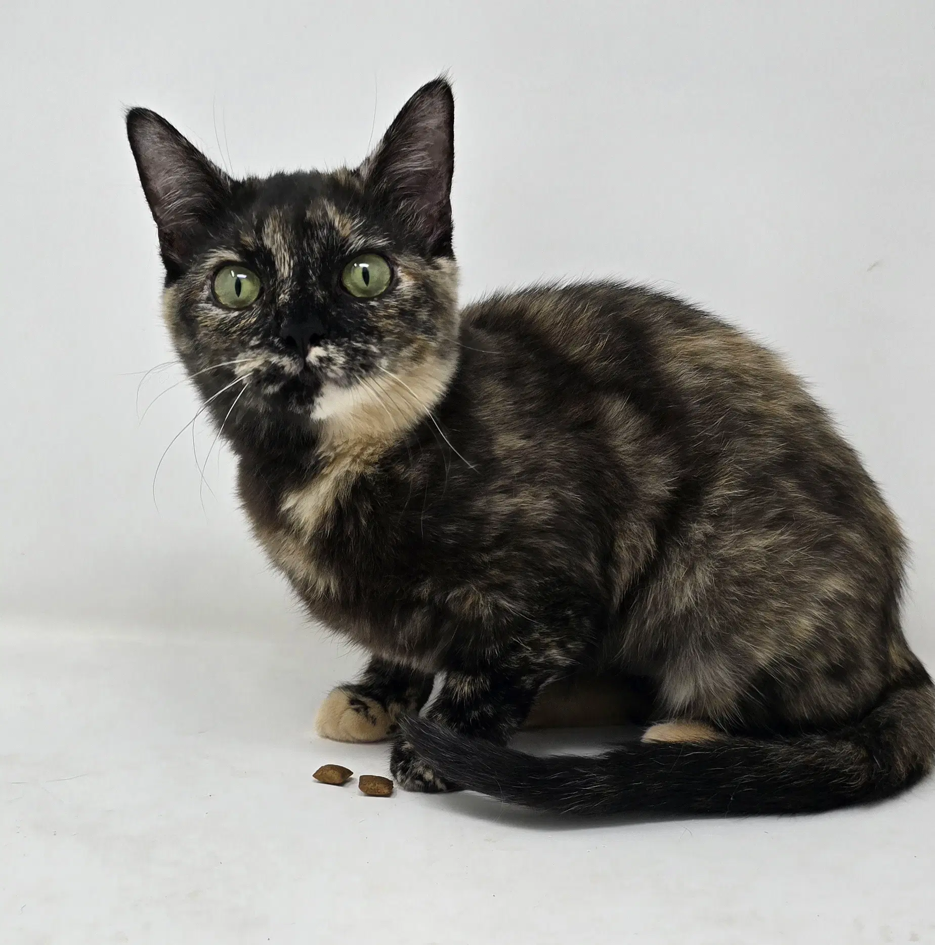 Jolene - Tortoiseshell