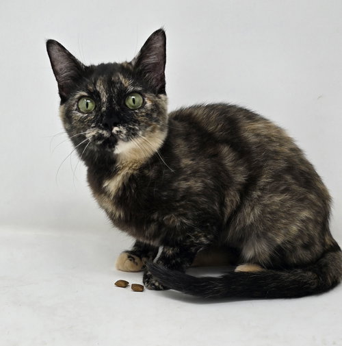 Jolene, an adoptable Tortoiseshell in Crompond, NY