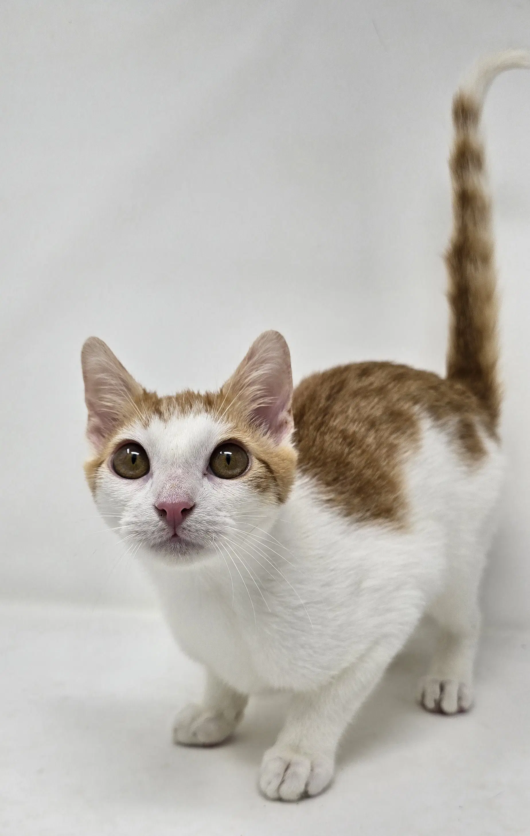 Calvin - Calico