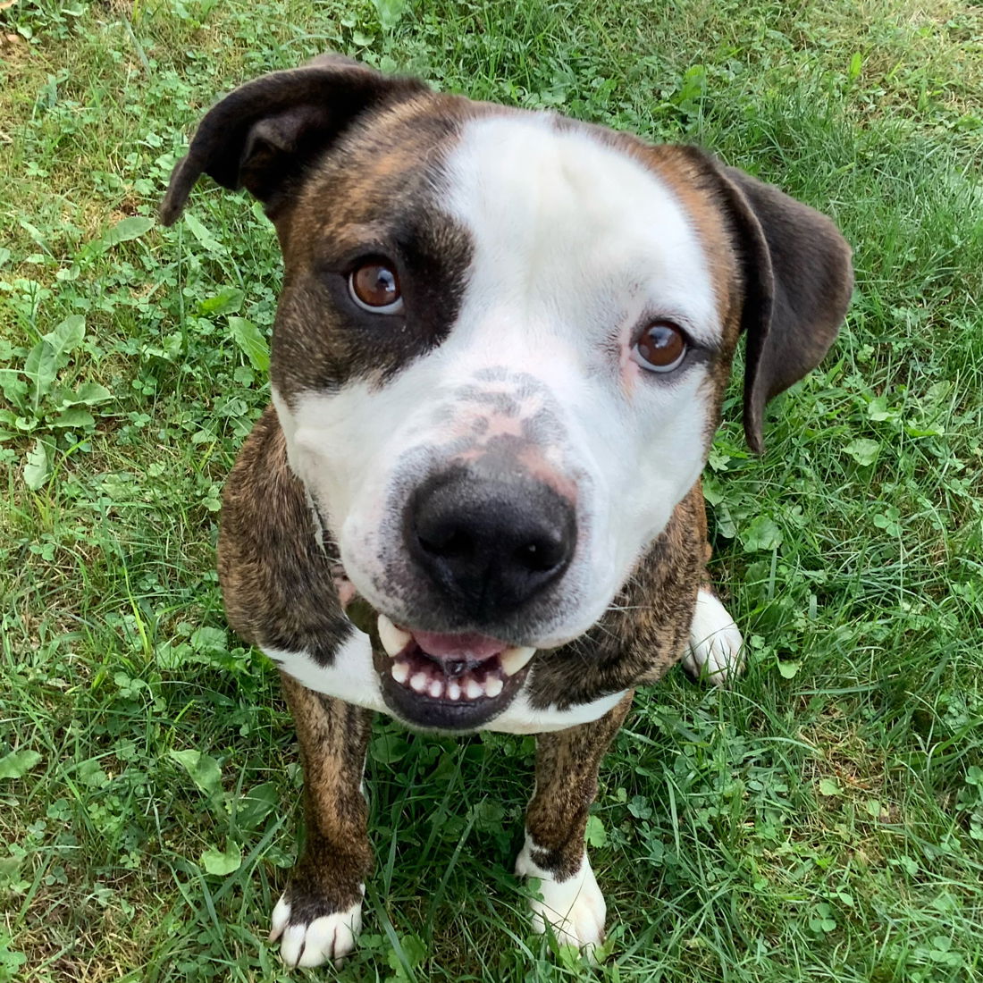 Dog for Adoption - DONNIE, a American Bulldog in Cumberland, MD | Alpha Paw