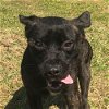 adoptable Dog in , SC named TRIXIE