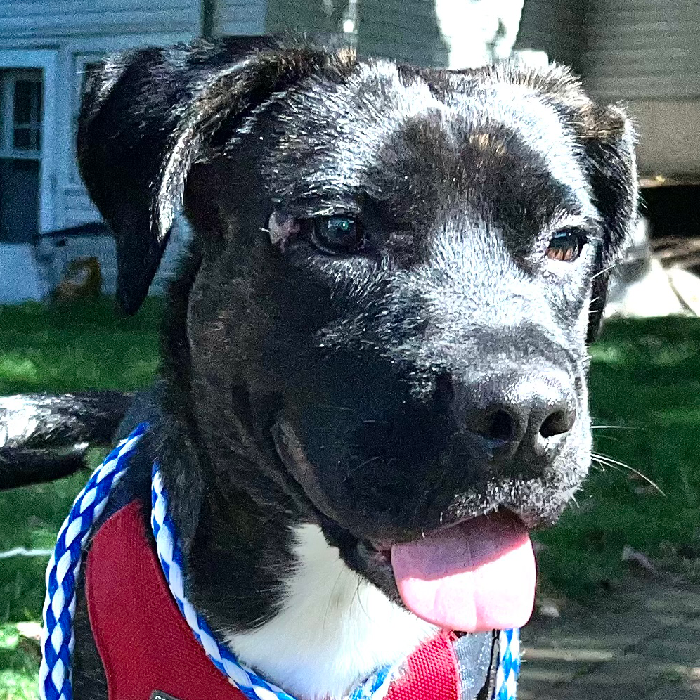 adoptable Dog in Point Pleasant, PA named TRIXIE