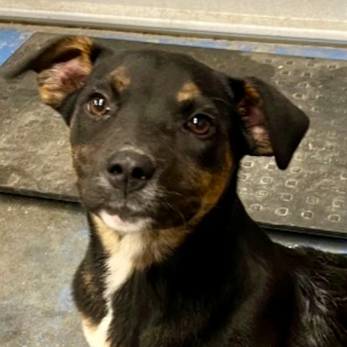 adoptable Dog in Clover, SC named EMMALINE-Urgent Help Needed