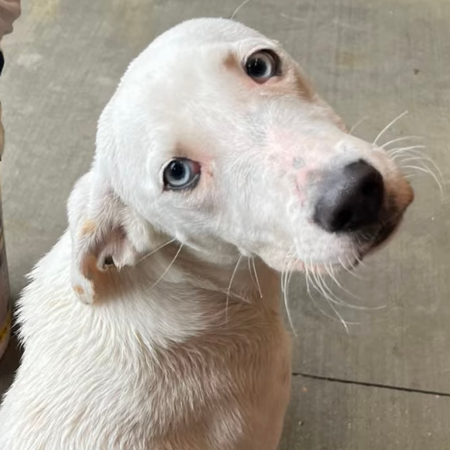 adoptable Dog in Clover, SC named SNOWY