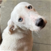 adoptable Dog in , SC named SNOWY