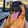 adoptable Dog in doylestown, PA named DIESEL