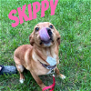 adoptable Dog in doylestown, PA named SKIPPY