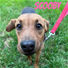 adoptable Dog in doylestown, PA named SCOOBY
