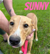 adoptable Dog in doylestown, PA named SUNNY