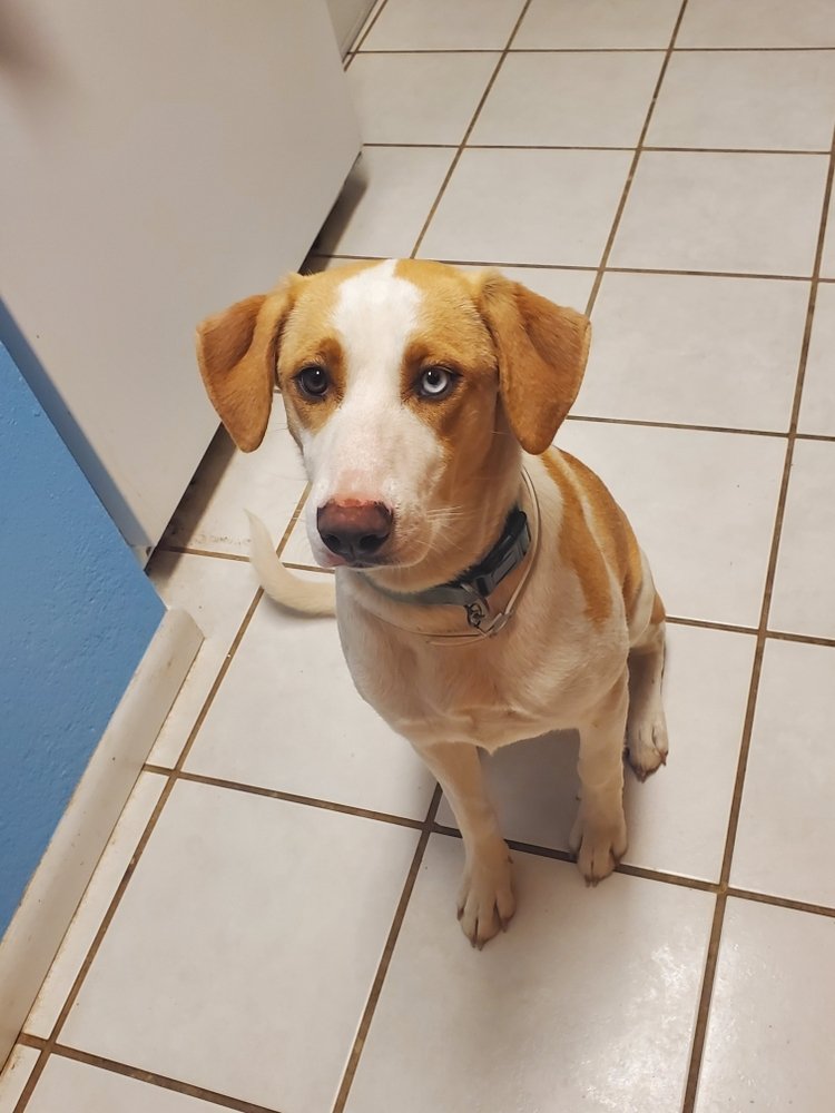 adoptable Dog in San Angelo, TX named Daisy Mae (SC)