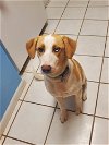 adoptable Dog in san angelo,, TX named Daisy Mae (SC)