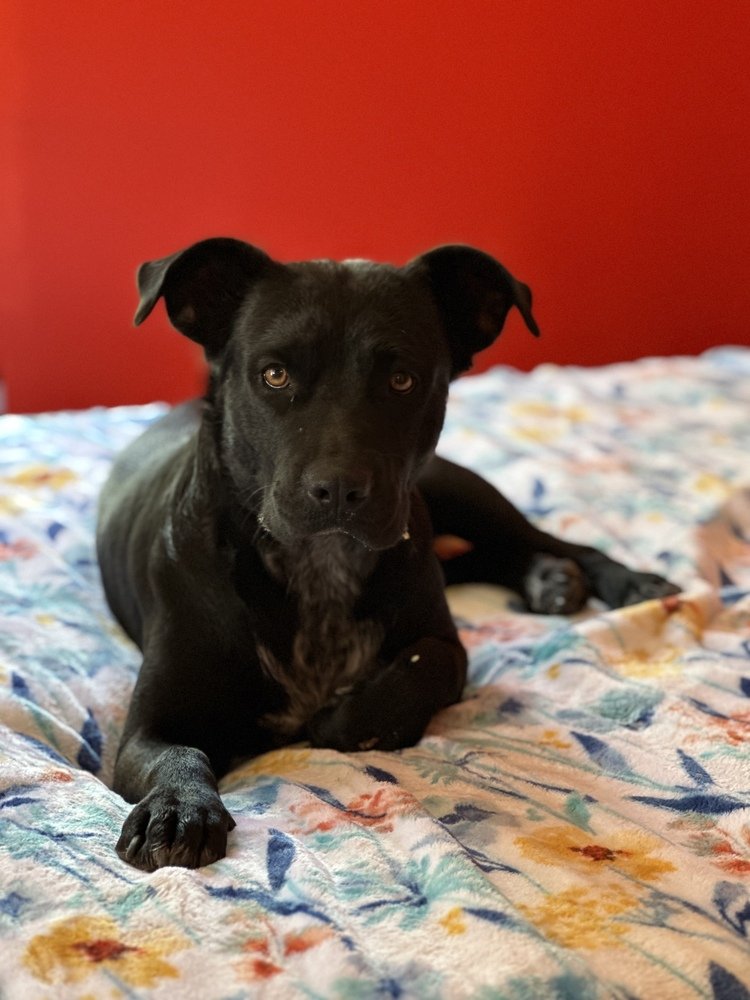 adoptable Dog in San Angelo, TX named Luna (SC)