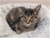 adoptable Cat in san angelo, TX named Bella Donna (HOM)