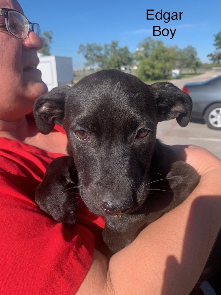 adoptable Dog in San Angelo, TX named Edgar (M&M)
