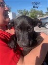 adoptable Dog in san angelo,, TX named Edgar (M&M)