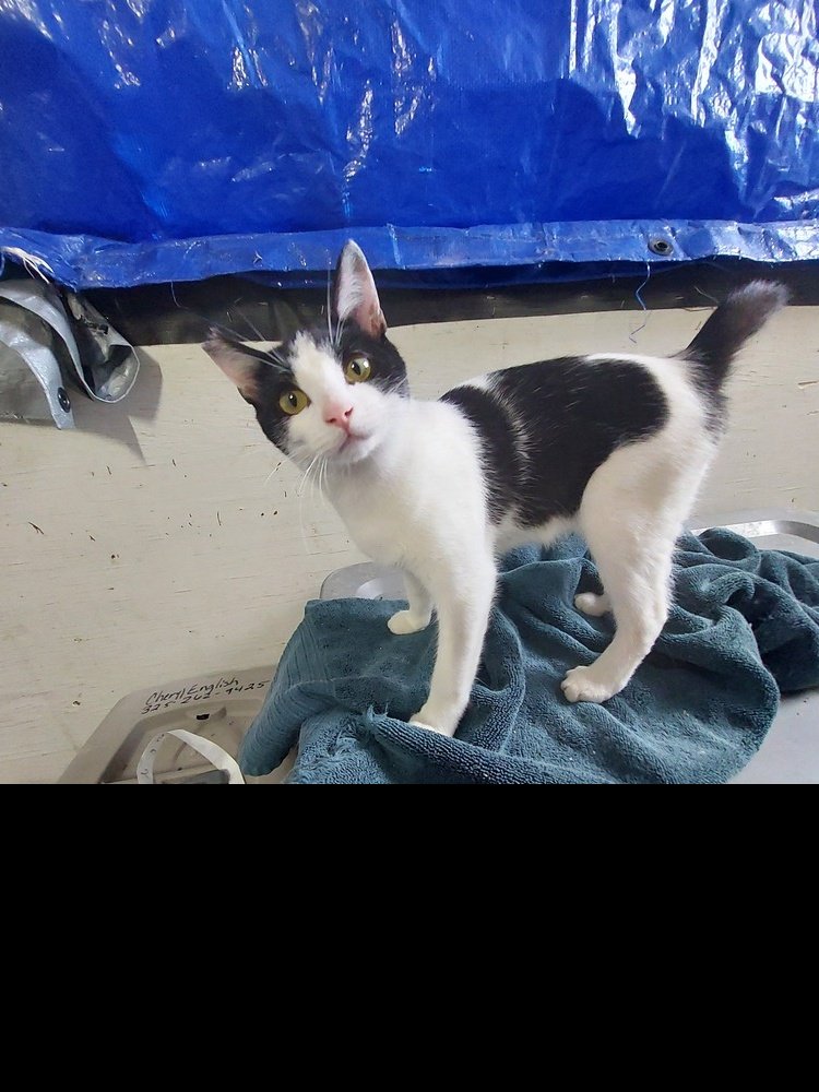 adoptable Cat in San Angelo, TX named Diesel (SC)
