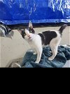 adoptable Cat in san angelo,, TX named Diesel (SC)