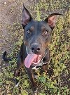 adoptable Dog in san angelo,, TX named Goose (SC)