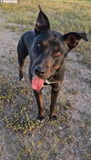 adoptable Dog in San Angelo, TX named Goose (SC)