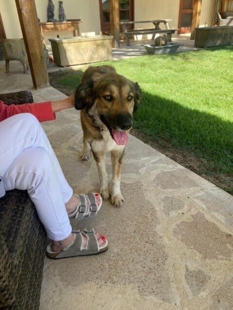 adoptable Dog in San Angelo, TX named Dolly (SC)